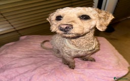 Mixed Breed dogs for sale: Beautiful 16 month apricot Cavapoochon - Advert 1