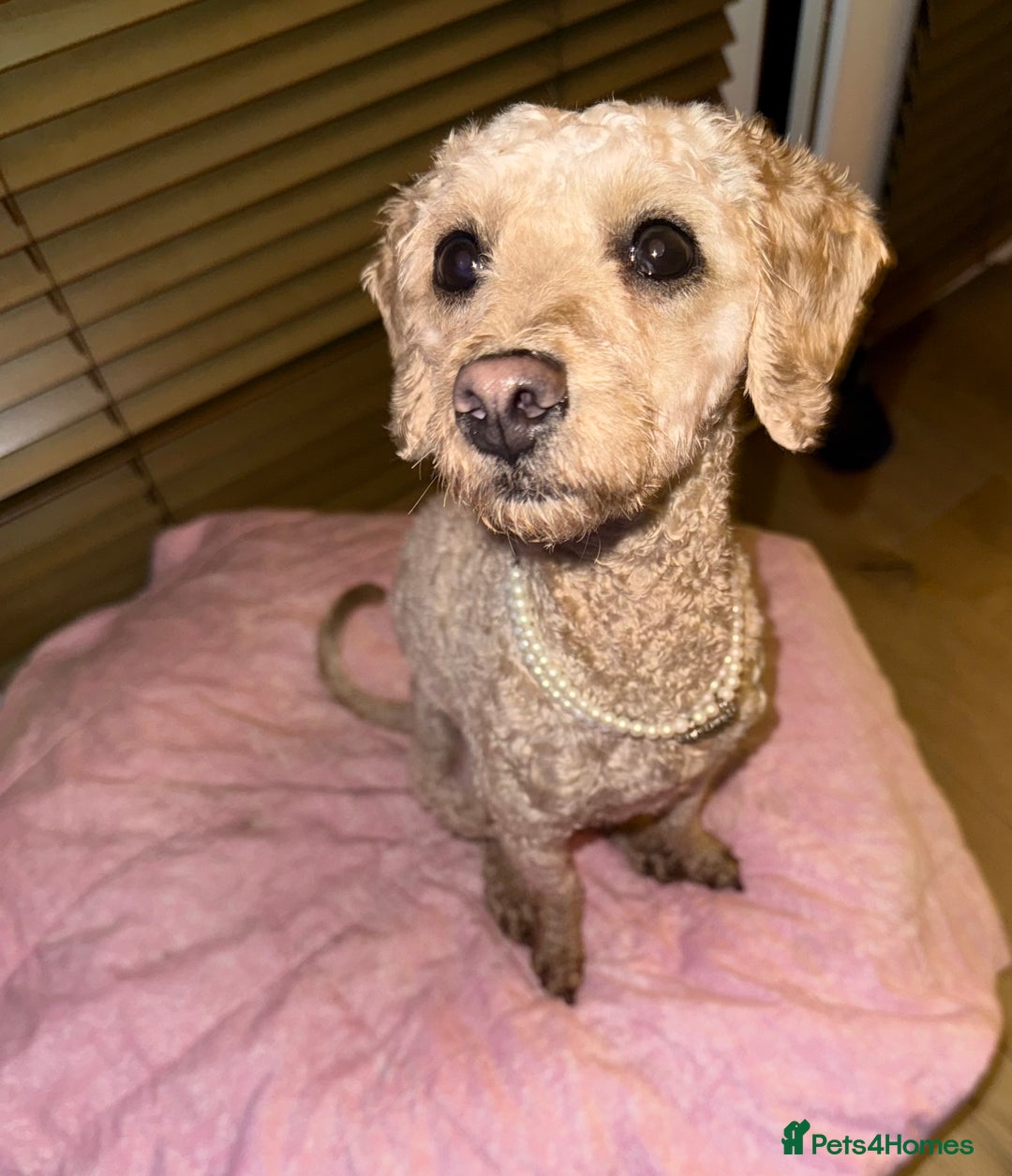 Mixed Breed dogs for sale: Beautiful 16 month apricot Cavapoochon - Advert 1