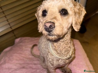 Mixed Breed dogs for sale: Beautiful 16 month apricot Cavapoochon - Advert 1