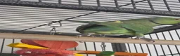 Ringnecks birds for sale: Ringneck parakeet  - Advert 2