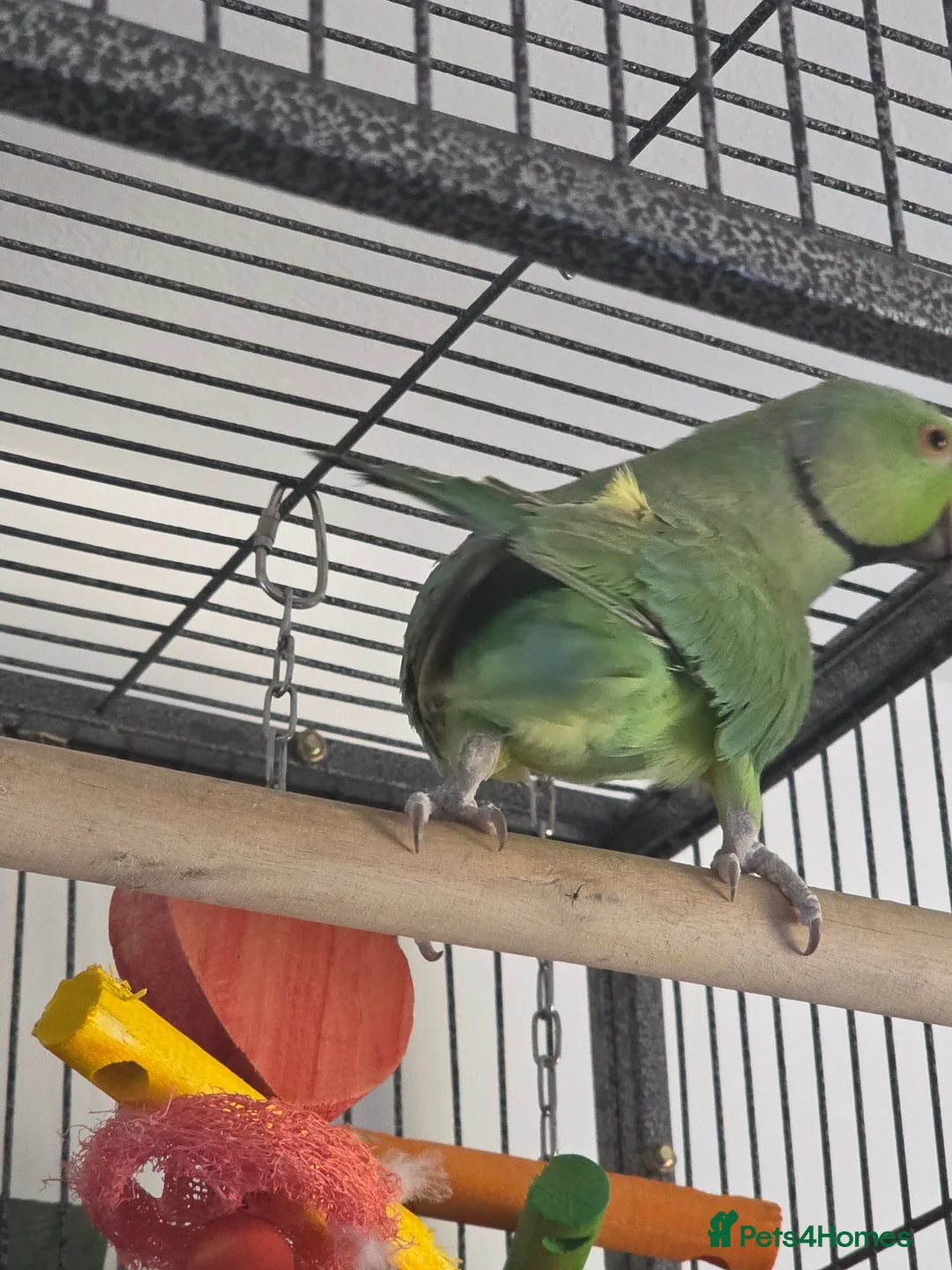 Ringnecks birds for sale: Ringneck parakeet  - Advert 2