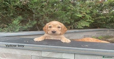 Cocker Spaniel dogs - Advert 4