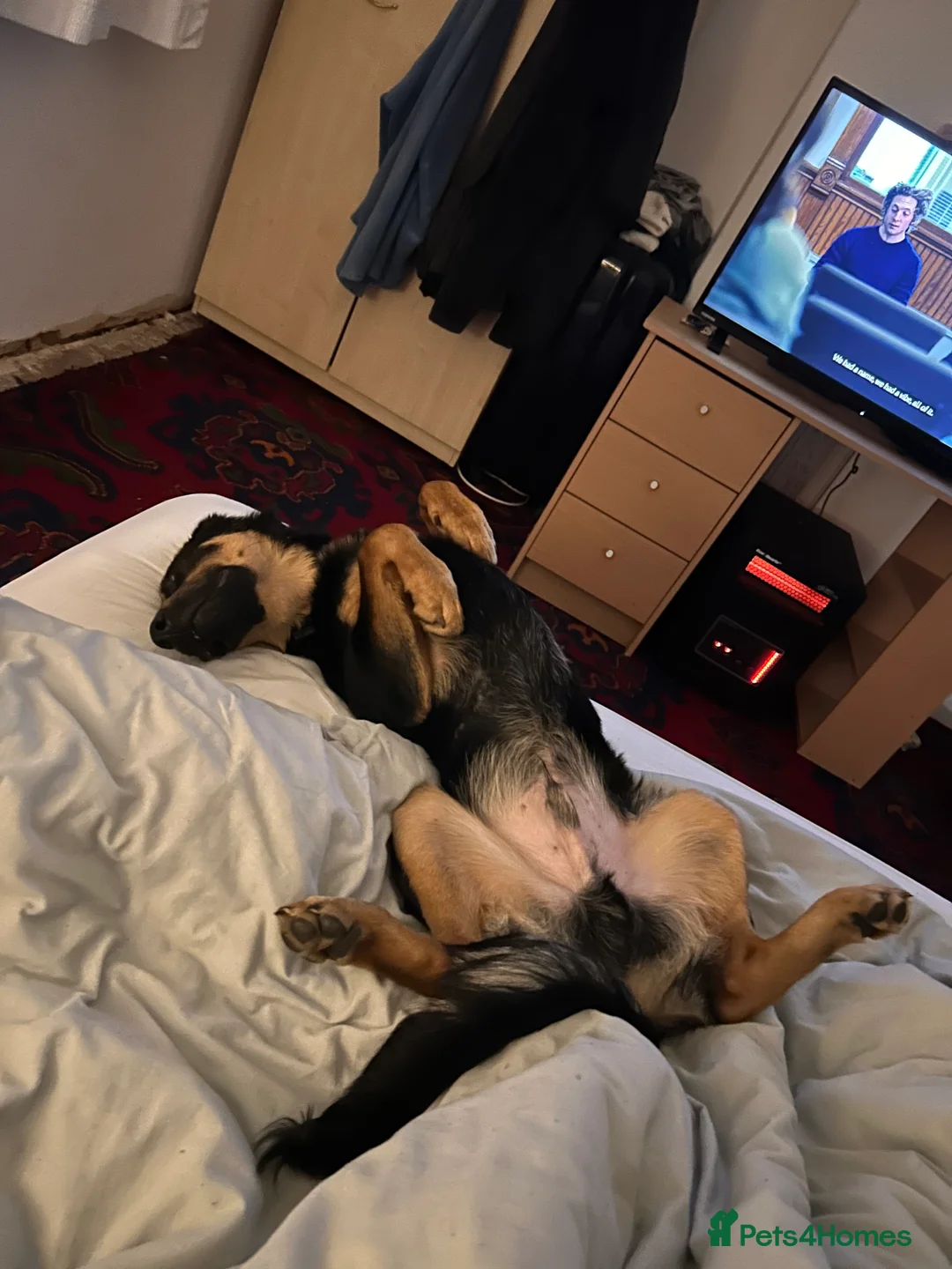 Mixed Breed dogs for sale: German shepherd x Rottweiler  - Advert 5