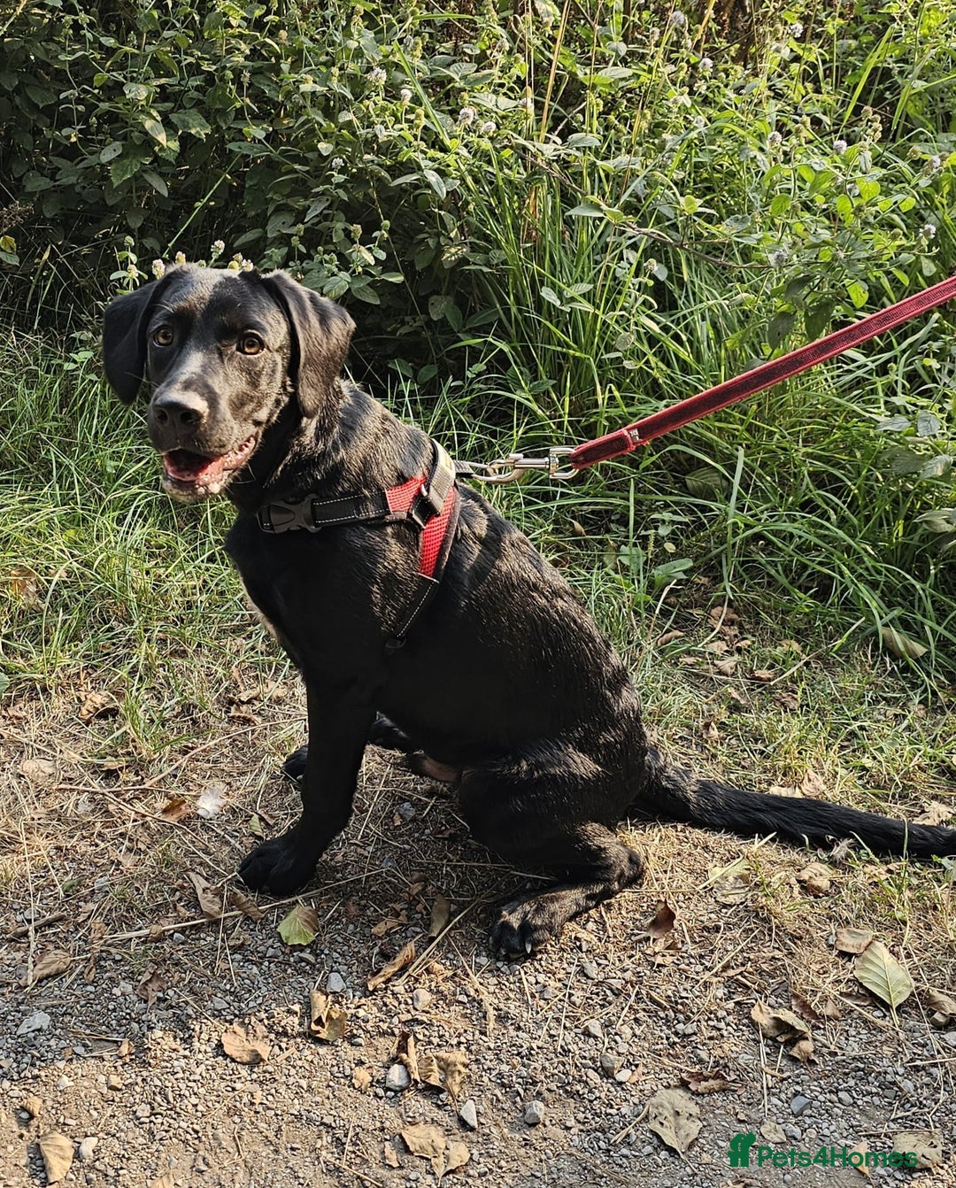Springador dogs for sale: Springador male 6 months old.  - Image 2