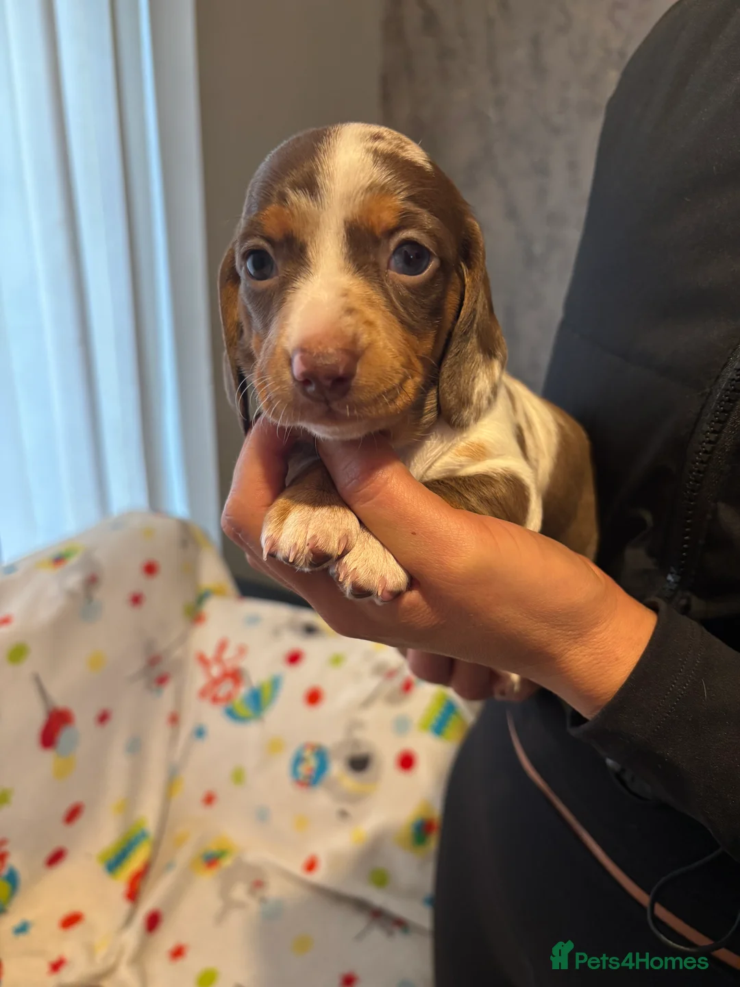 Miniature Dachshund dogs for sale: Miniature dachshund  - Advert 4