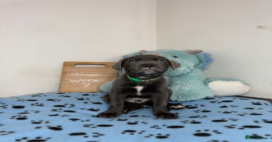 Cane Corso dogs - Advert 14
