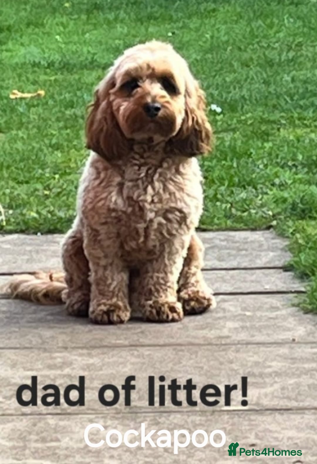 Mixed Breed dogs for sale: Australian Labradoodle / Cockapoo  - Advert 5