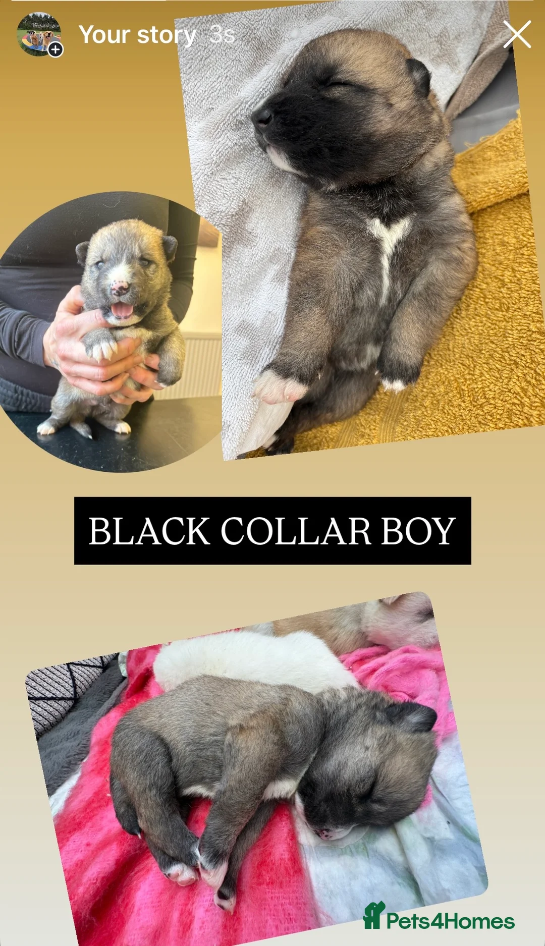 Shepsky dogs for sale: STUNNING SHEPSKY PUPPIES! - Advert 17