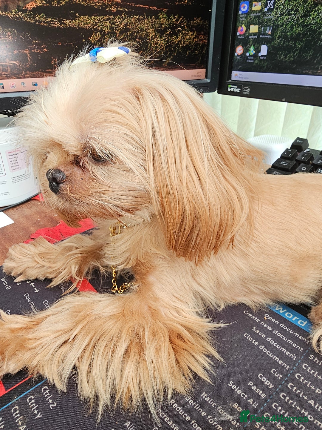 Gallery Image {{count}}