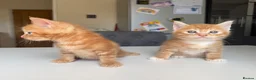 Maine Coon cats for sale: TORTOISESHELL MAINE COON X KITTENS - Advert 15