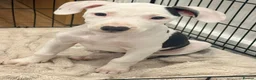 Mixed Breed dogs for sale: 1 boy & 1 girl  - Advert 6