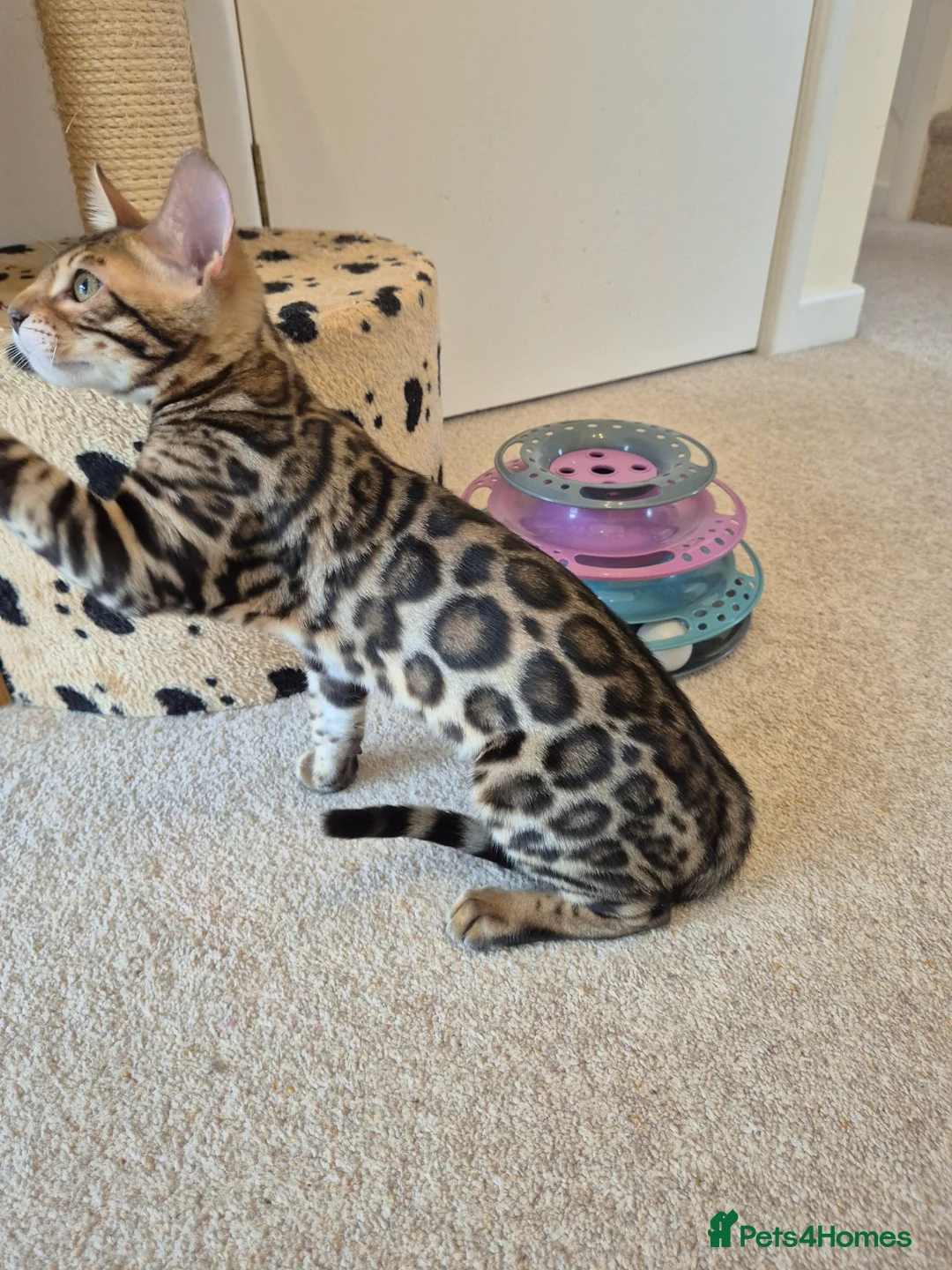 Bengal cats for sale: Stunning Pedigree Bengal Kittens - Advert 2