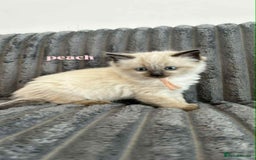 Ragdoll cats for sale: 5 Adorable Ragdoll Kittens🐾 - Image 35