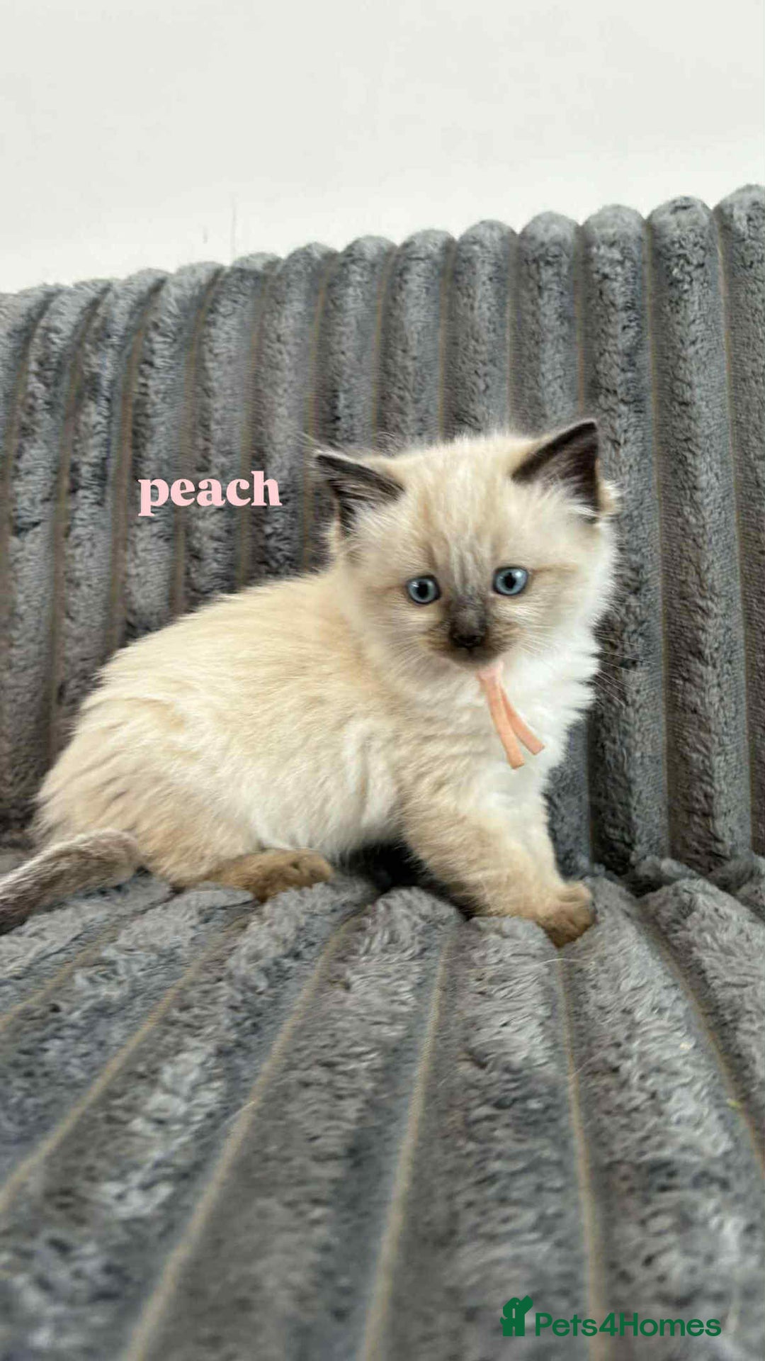 Ragdoll cats for sale: 5 Adorable Ragdoll Kittens🐾 - Image 35