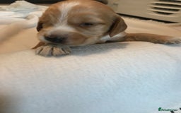 Mixed Breed dogs for sale: Health tested Australian Labradoodles - Image 21