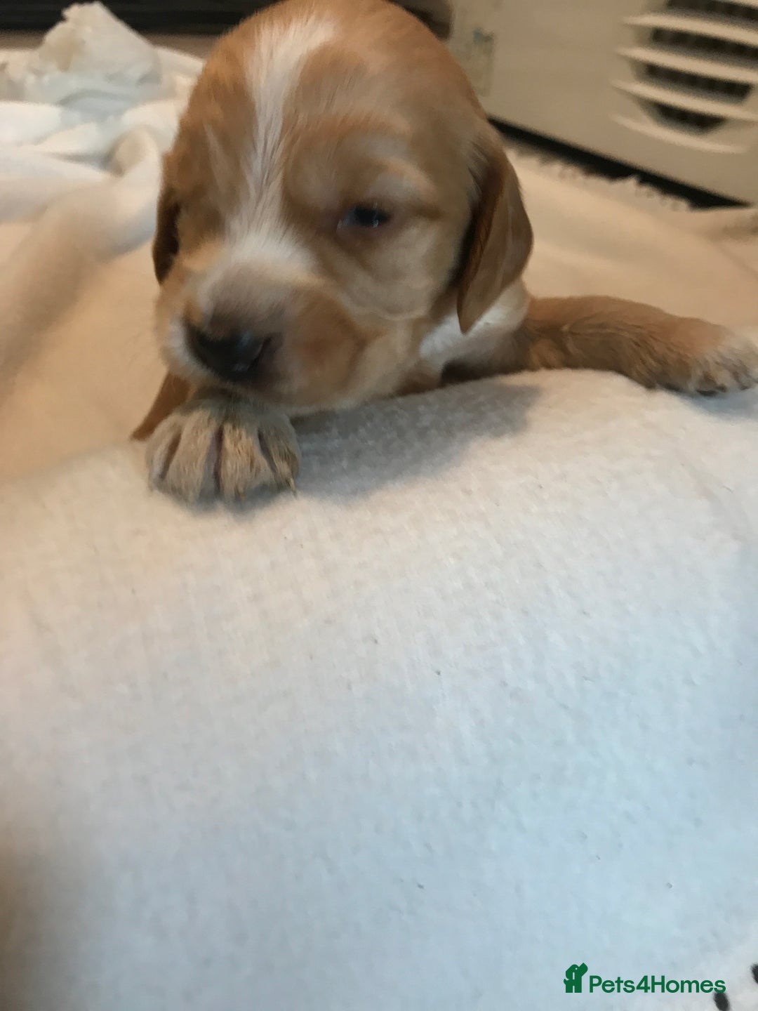 Mixed Breed dogs for sale: Health tested Australian Labradoodles - Image 21
