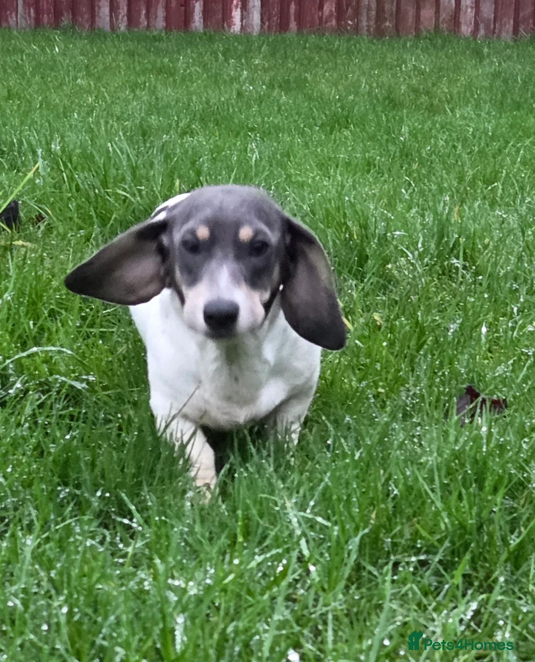 Miniature Dachshund dogs for stud: Blue & Tan pied mini daxi stud carrying choc - Advert 3