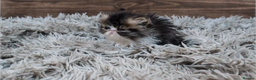 Persian cats for sale: Persian Kittens For Sale - Advert 13