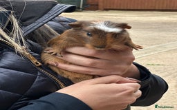 Guinea Pig rodents for sale: Beautiful Baby Guinea Pigs  - Image 4