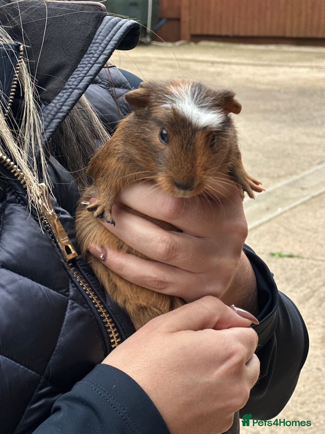 Guinea Pig rodents for sale: Beautiful Baby Guinea Pigs  - Image 4