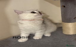 British Shorthair cats for sale: Pedigree|Champion Lines|GCCF Registered| - Image 13