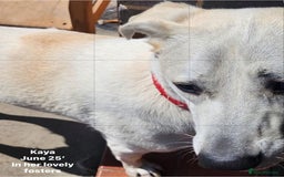 Mixed Breed dogs for adoption: Kaya, 2 years approx. Available for adoption. in Brixham - Image 8