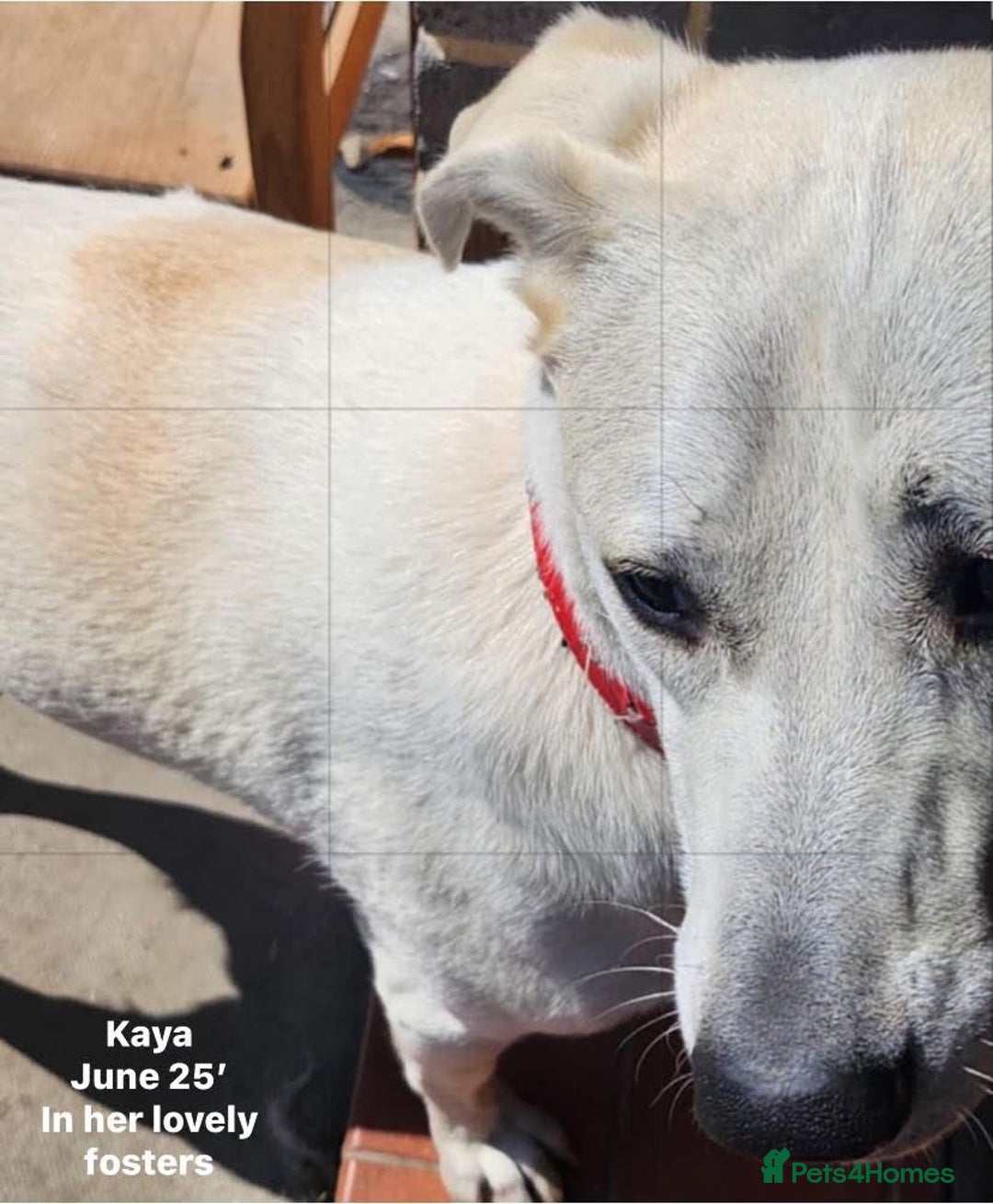 Mixed Breed dogs for adoption: Kaya, 2 years approx. Available for adoption. in Brixham - Image 8