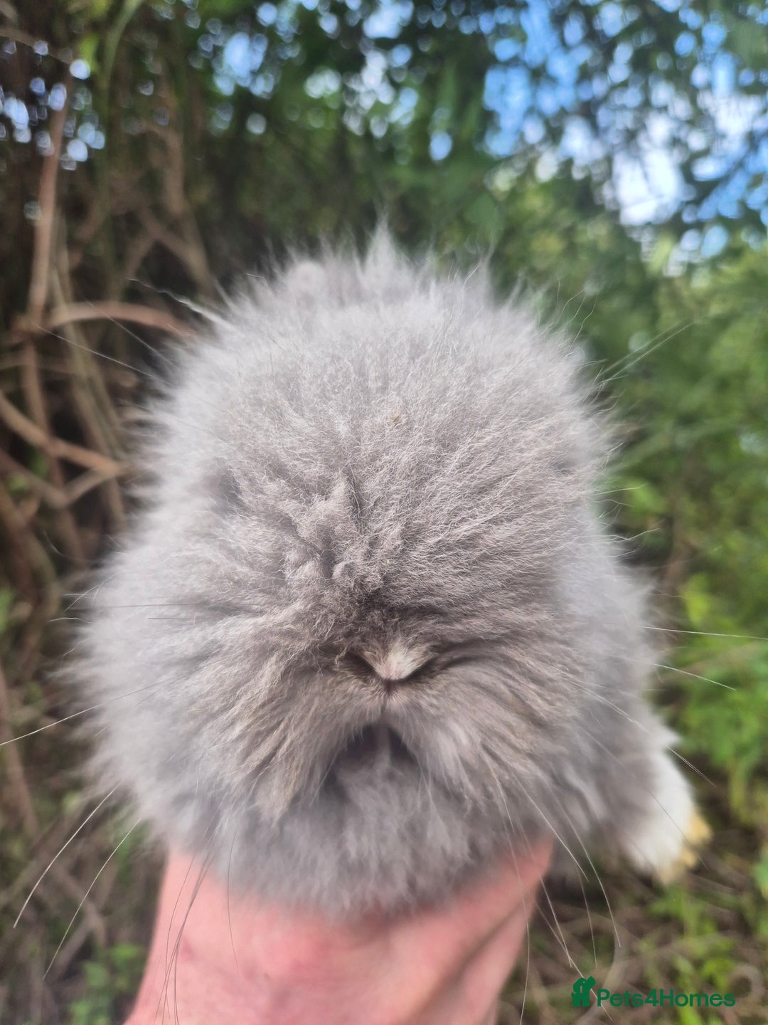 Angora rabbits for sale: 💙🩷 beautiful Teddydwerg babies-parents imported! - Advert 9