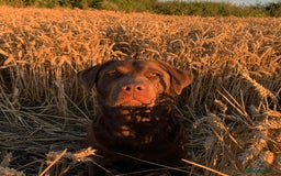 Labrador Retriever dogs for stud: Beautiful Chocolate Lab for Stud - Image 3