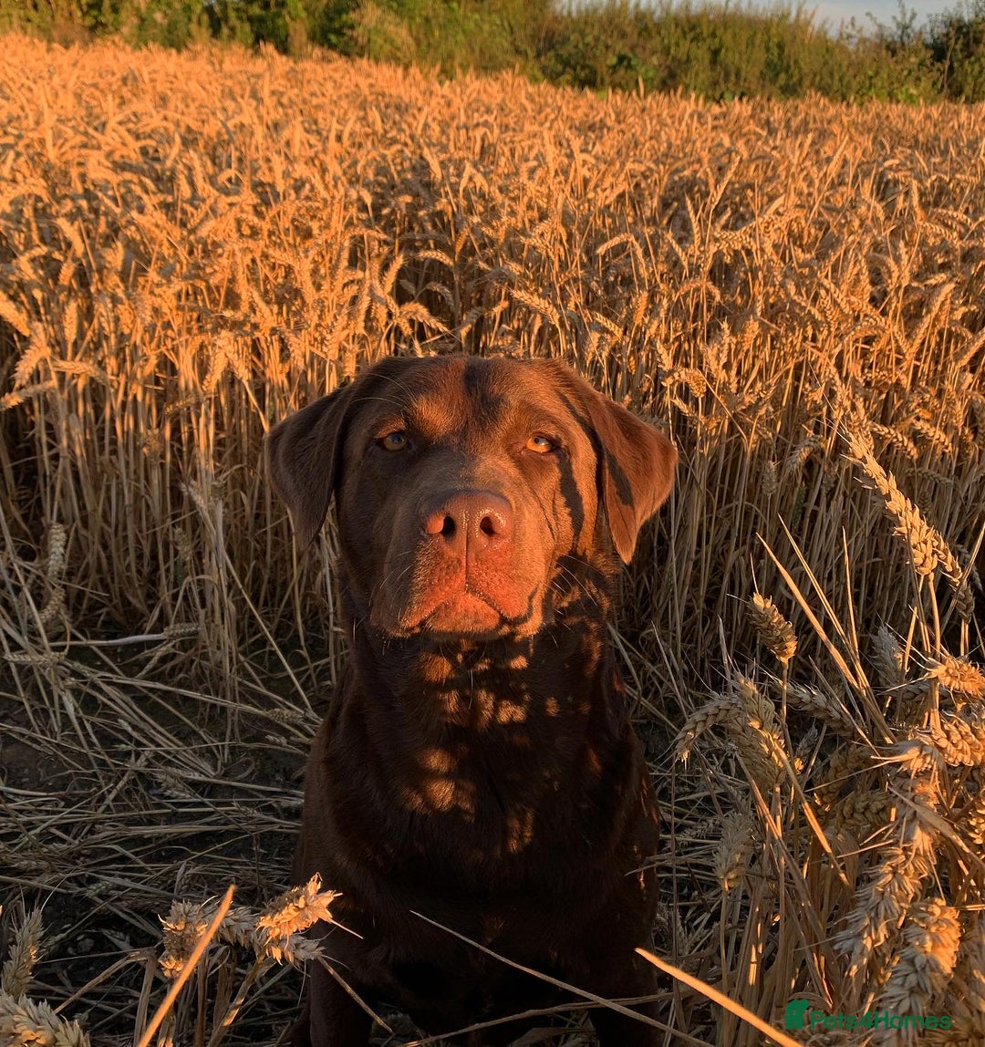 Labrador Retriever dogs for stud: Beautiful Chocolate Lab for Stud - Image 3