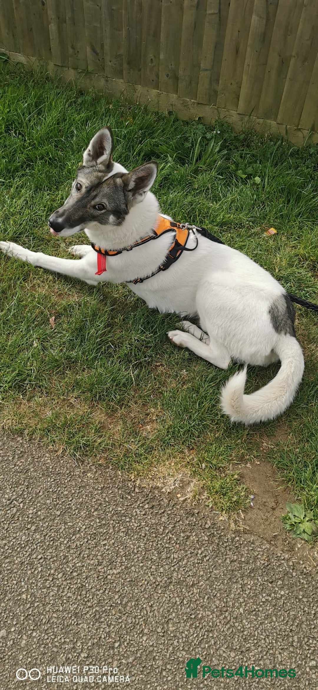 Siberian Husky dogs for sale: Our amazing Siberian Husky "Rocky" - Advert 2