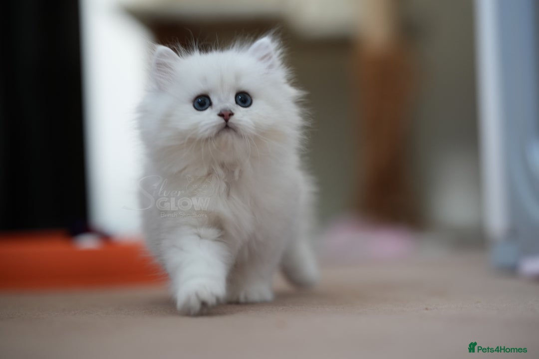 British Shorthair cats for sale: GCCF reg, BSH & BLH kittens in Coventry - Image 6
