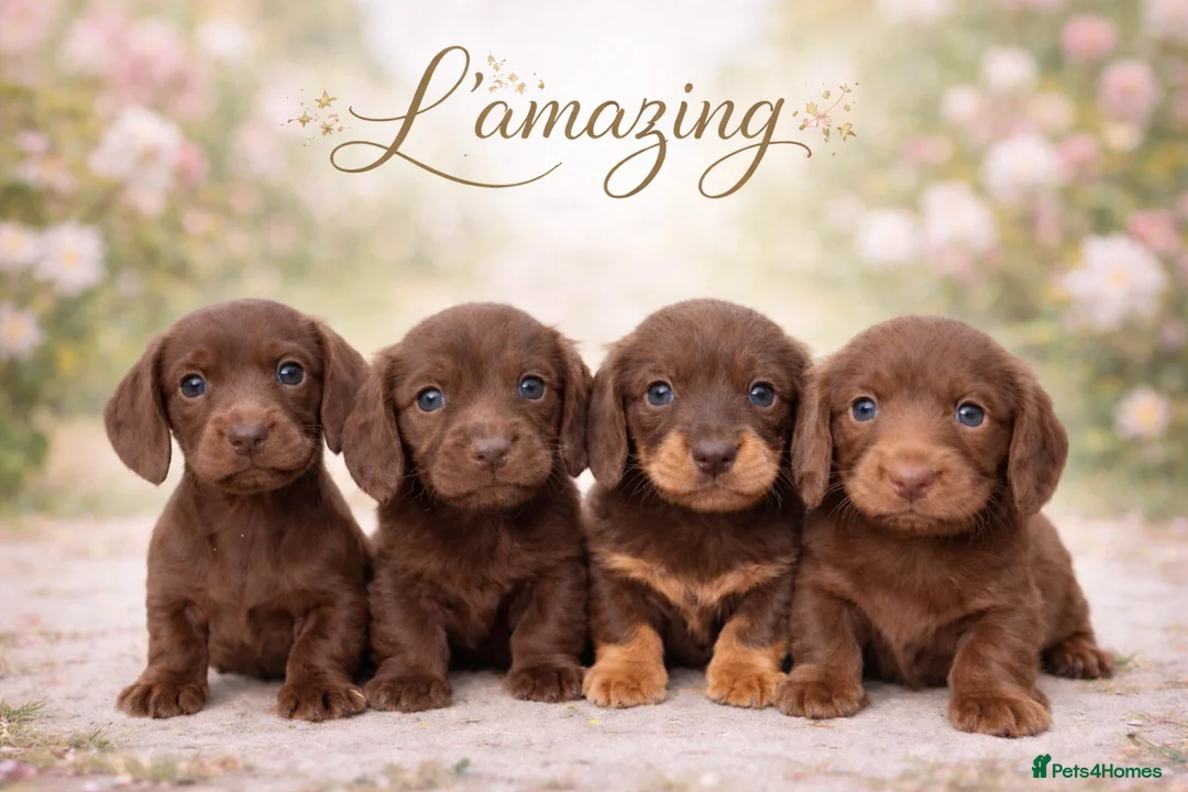 Miniature Dachshund dogs for sale: 5* L/H mini reg carrying cream vet approved pups - Advert 2