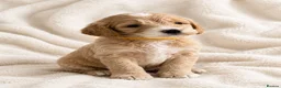 Cockapoo dogs for sale: Champagne Toy Cockapoos  - Advert 5