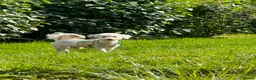 Miniature Poodle dogs for sale: Miniature poodles  - Advert 2