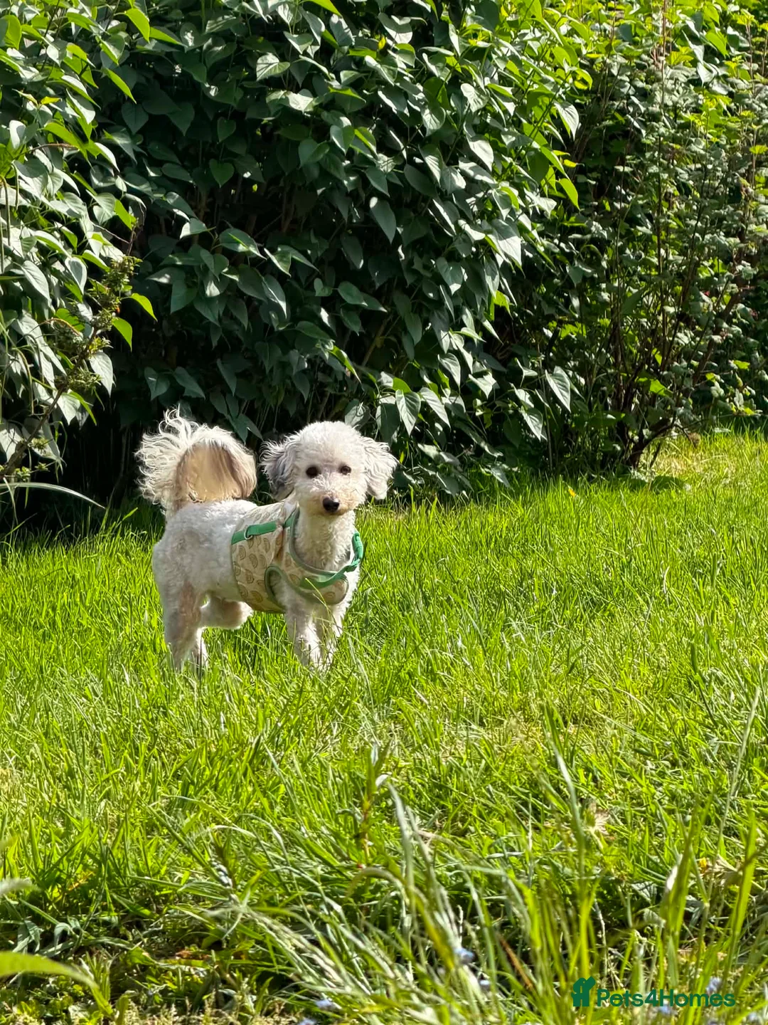 Miniature Poodle dogs for sale: Miniature poodles  - Advert 2