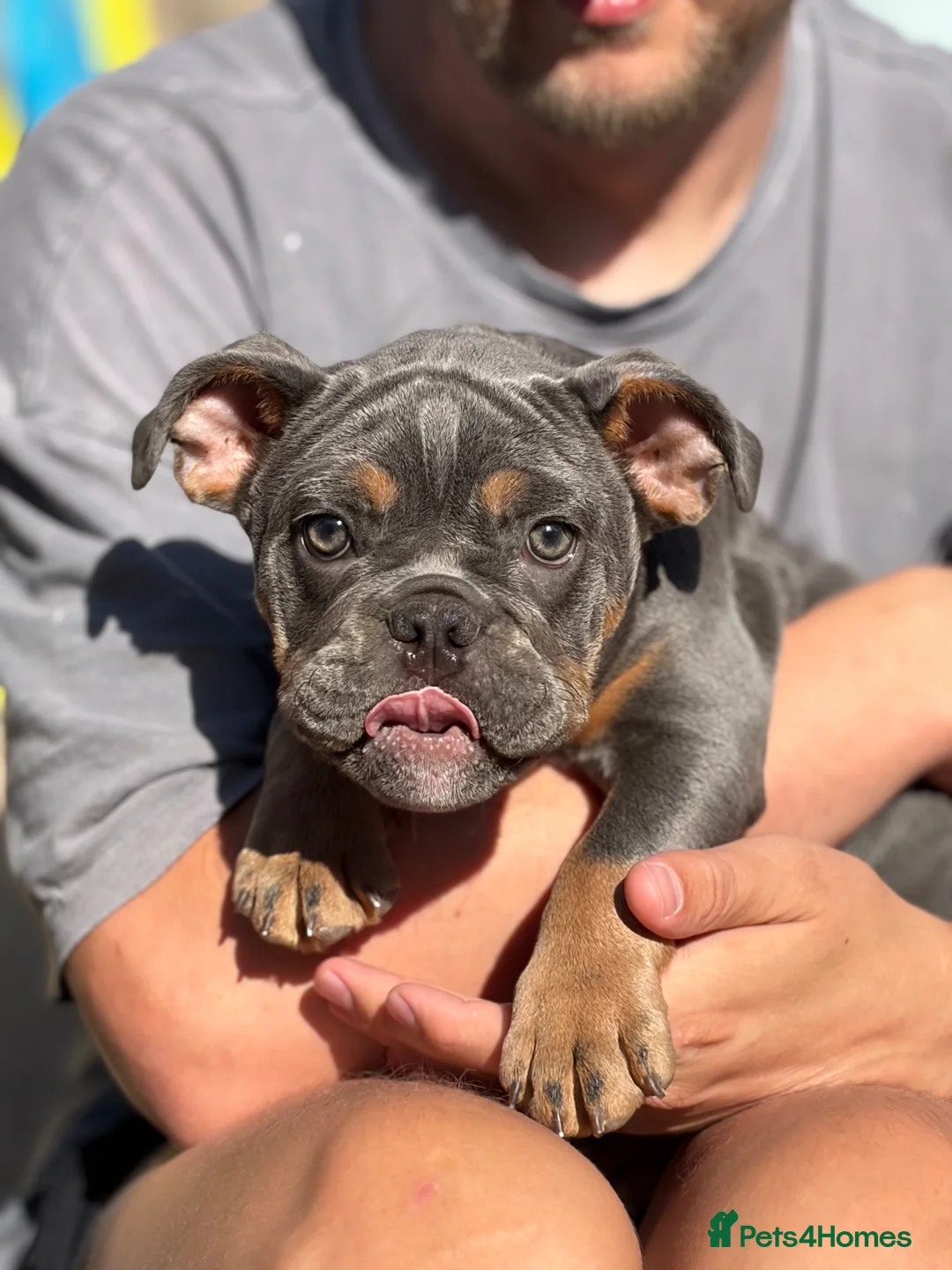 Mixed Breed dogs for sale: Bulldog cross for rehoming - beautiful girl  in Caerphilly - Advert 5