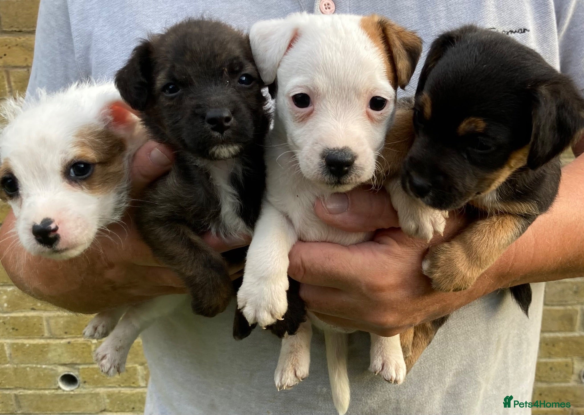 Jack Russell dogs Beautiful Jack Russell puppies  - Advert 9