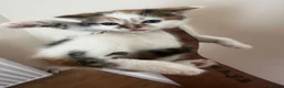 Domestic Shorthair cats for sale:     6-Month-Old Female Calico For Sale  in London - Advert 3