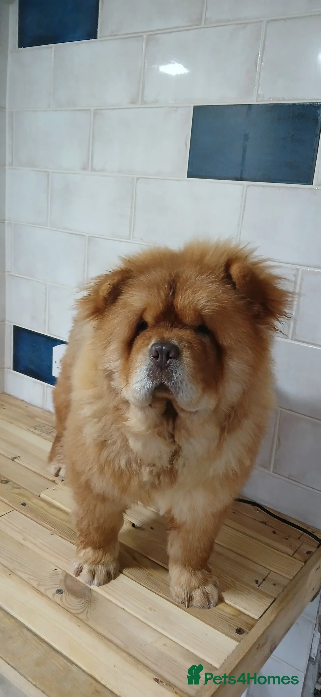 Chow Chow dogs for stud: Chow chow for stud - Advert 2