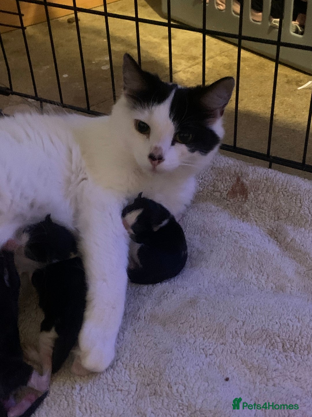 Mixed Breed cats for sale: Cat and kittens  - Image 11