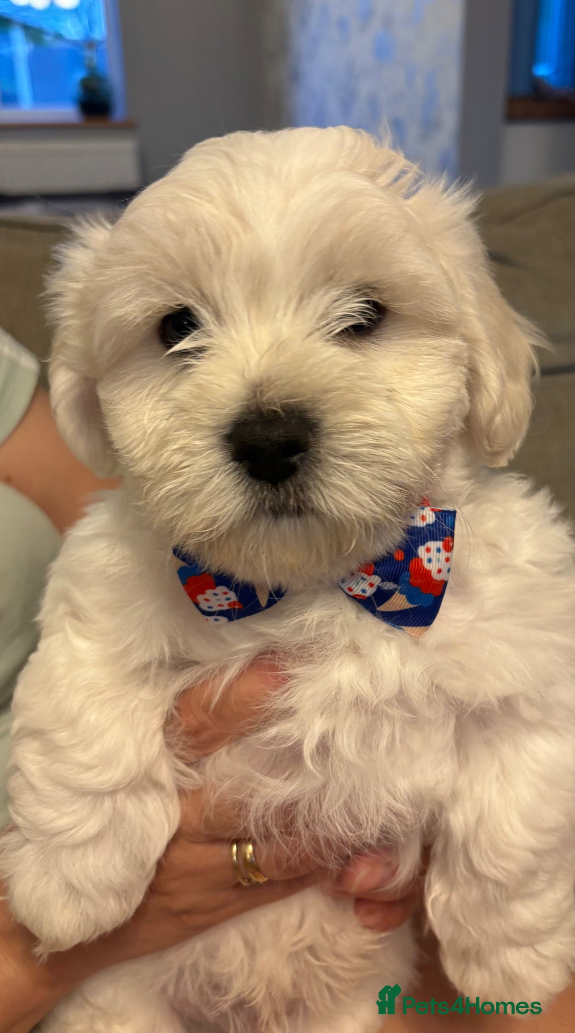 Maltese dogs for sale: READY HOME 30.05  - Advert 2