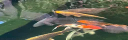 Koi Carp fish for sale: Carp for sale  in Nottingham - Advert 3
