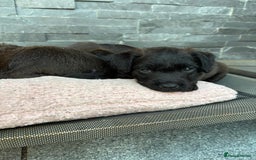 Patterdale Terrier dogs for sale: Chocolate Patterdale terriers  - Image 5