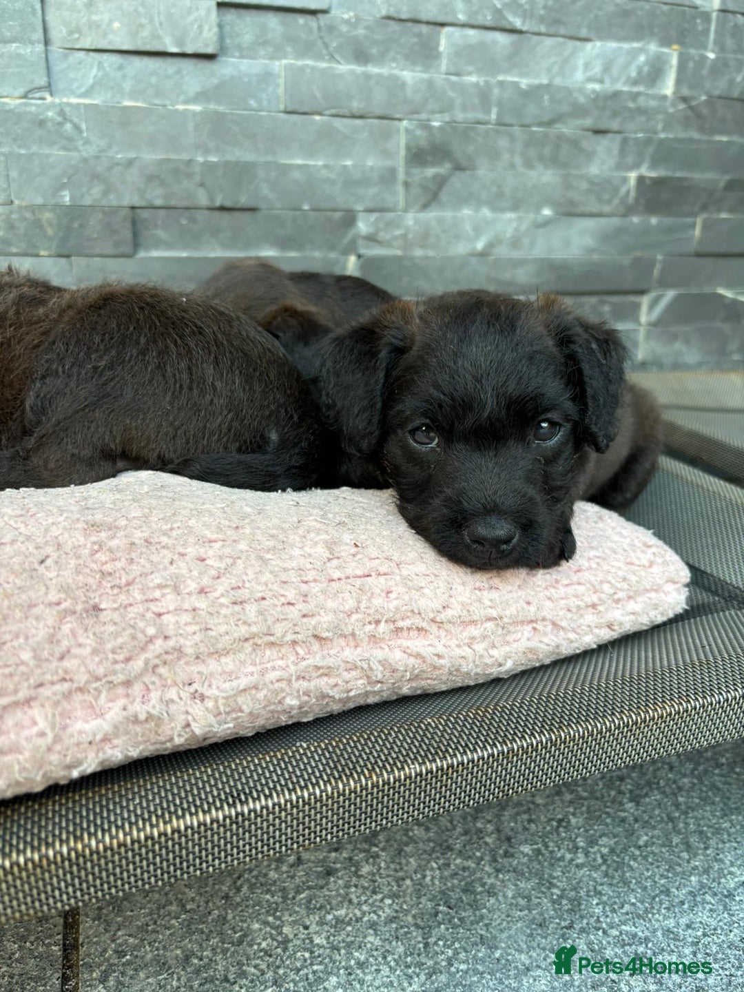Patterdale Terrier dogs for sale: Chocolate Patterdale terriers  - Image 5