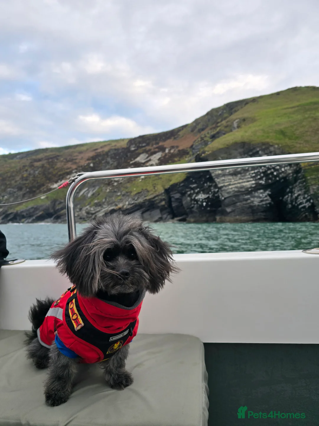 Lhasa Apso dogs for stud: Pure Lhasa Apso small sized Rare Black blue skin - Advert 11