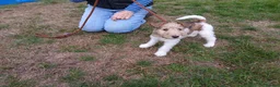Fox Terrier dogs for sale: KC Wire haired fox terrier pups based in Kent - Advert 4