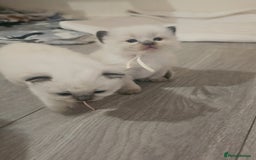 Ragdoll cats for sale: *READY TO LEAVE Beautiful Ragdoll kittens for sale - Image 13