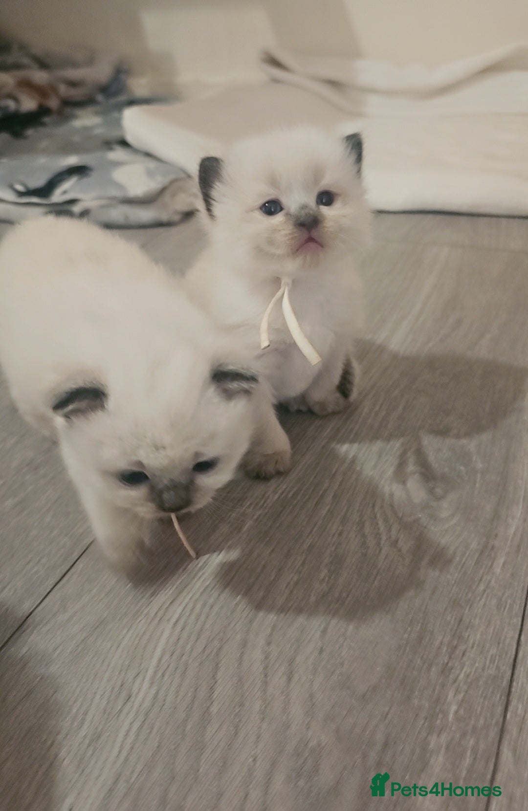 Ragdoll cats for sale: *READY TO LEAVE Beautiful Ragdoll kittens for sale - Image 13