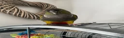 Parrots birds for sale: Patagonian Conure  - Advert 4